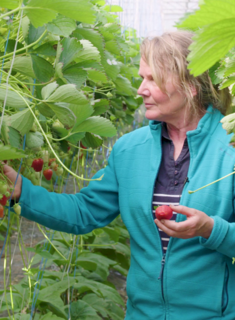 16-9 fraises v3